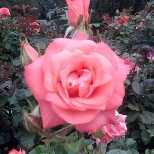 Meet your Posher, Rebecca